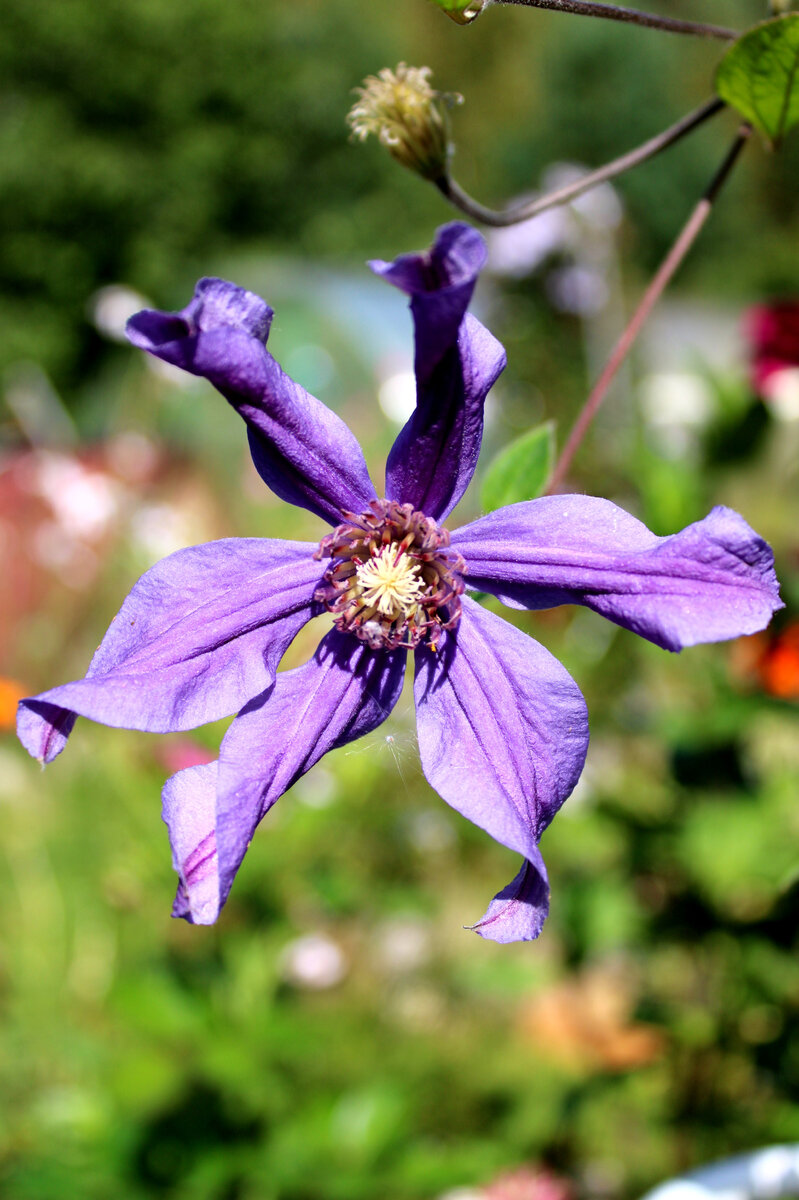 Сизая птица