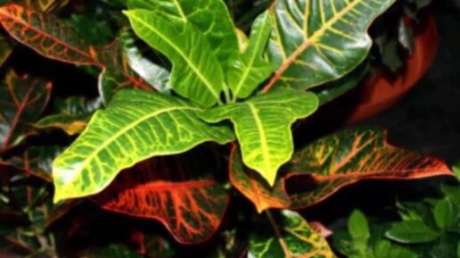 Как размножить кротон черенками и листьями в домашних условиях