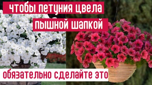 Как вырастить КРАСИВУЮ И ПЫШНУЮ ПЕТУНИЮ. Обязательные правила ухода