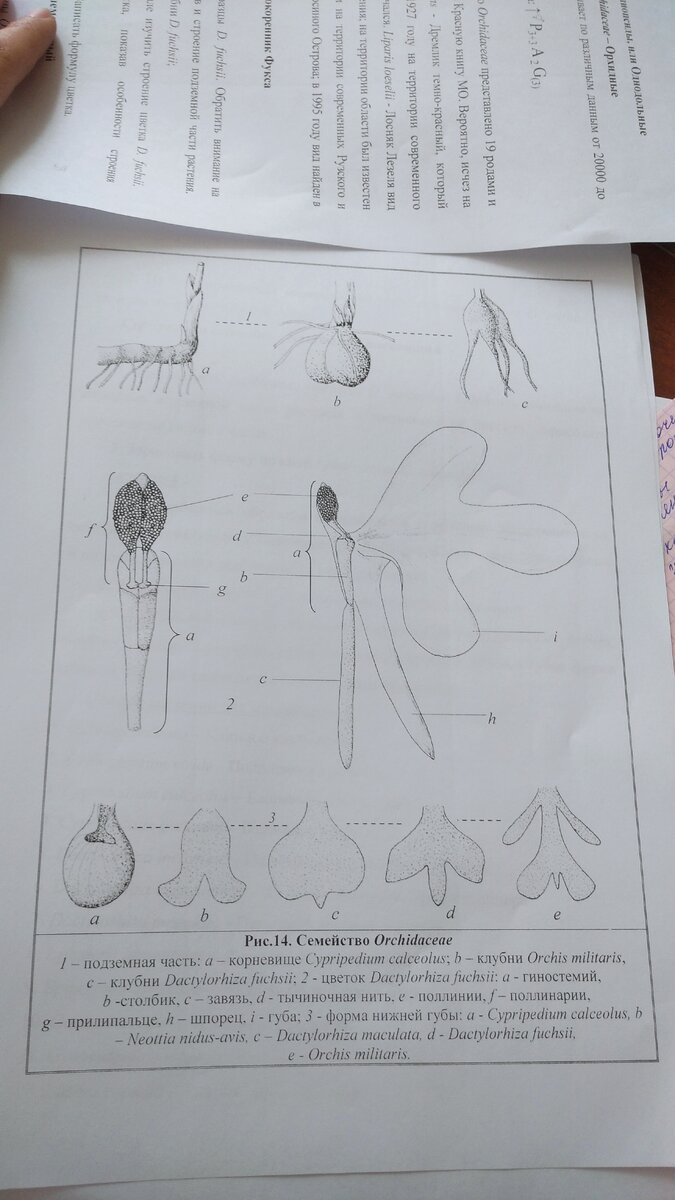 То, что мы рисуем на парах 