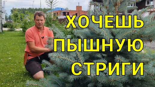 пышная ёлка - своими руками, когда и как стричь ёлки, да в принципе все хвойные растения с применением спецсредств