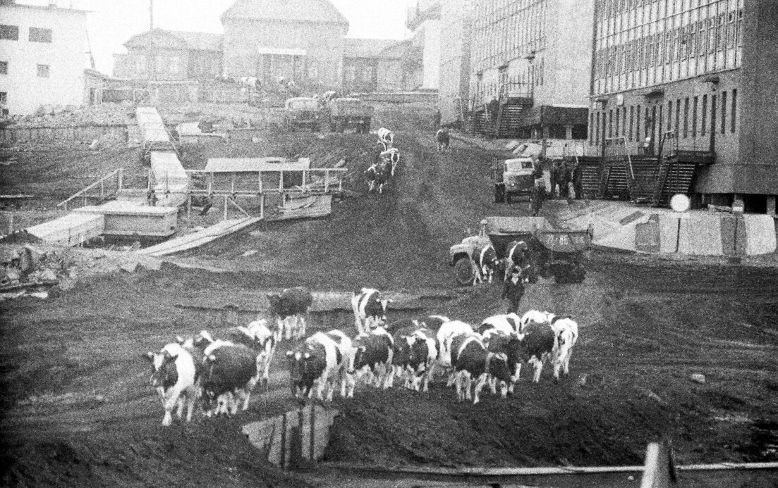 Диксон. И на северном краю Евроазии жили коровы. Было бы сено да надлежащий уход