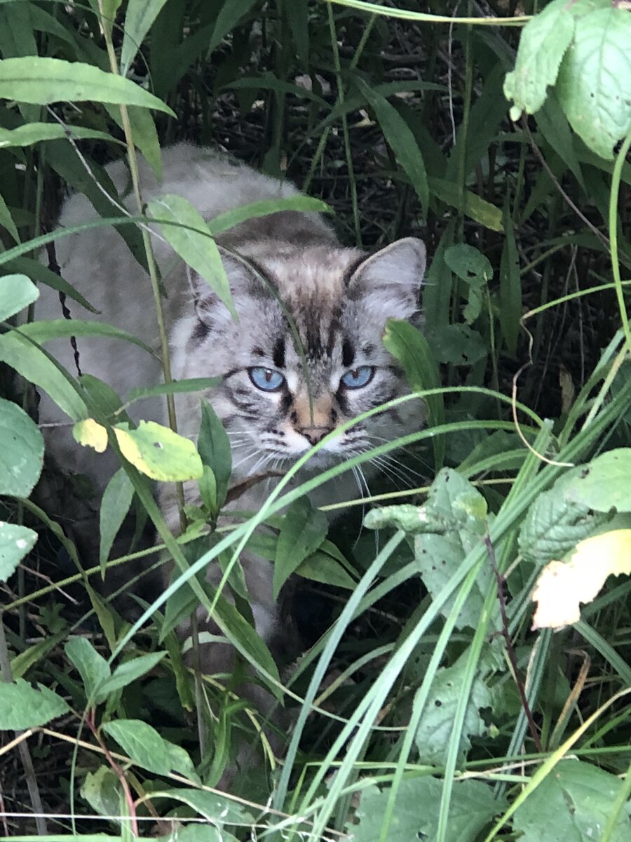 Котик Еврей