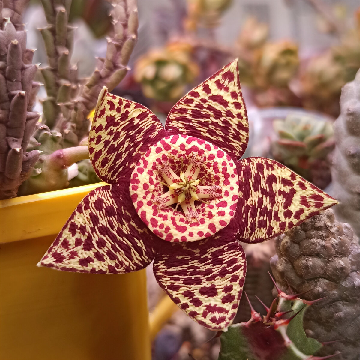 Stapelia glanduliflora