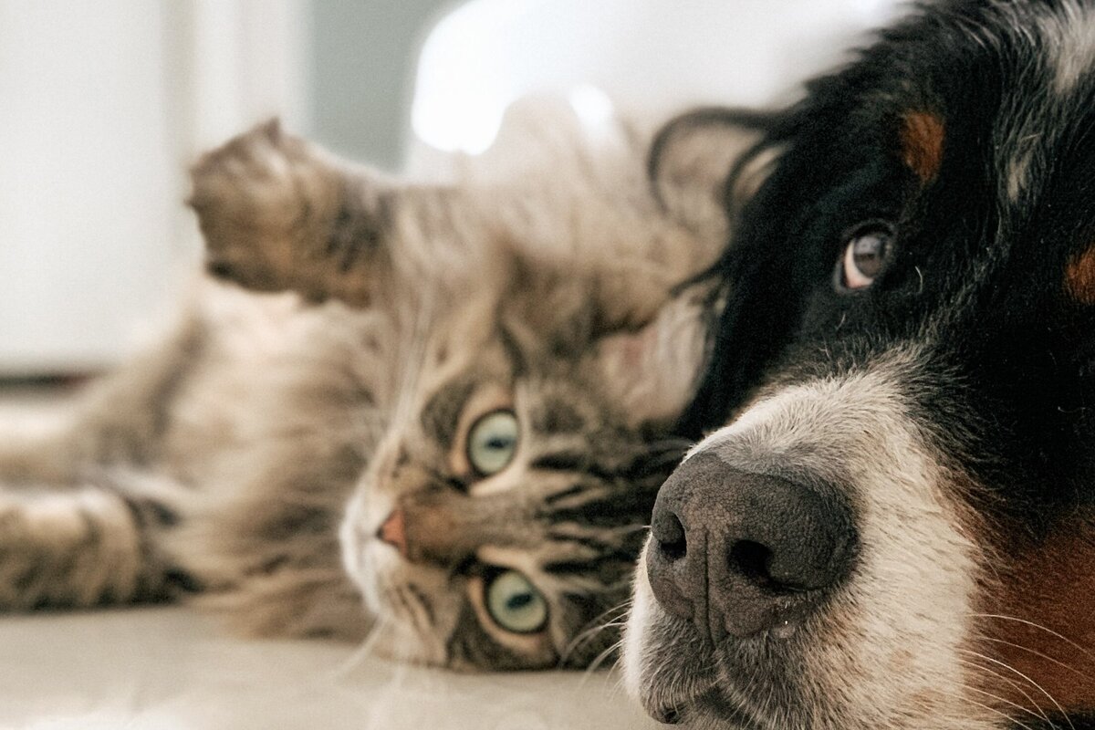     Российская компания представила линейку шампуней для домашних животных и нейтрализаторы запахов