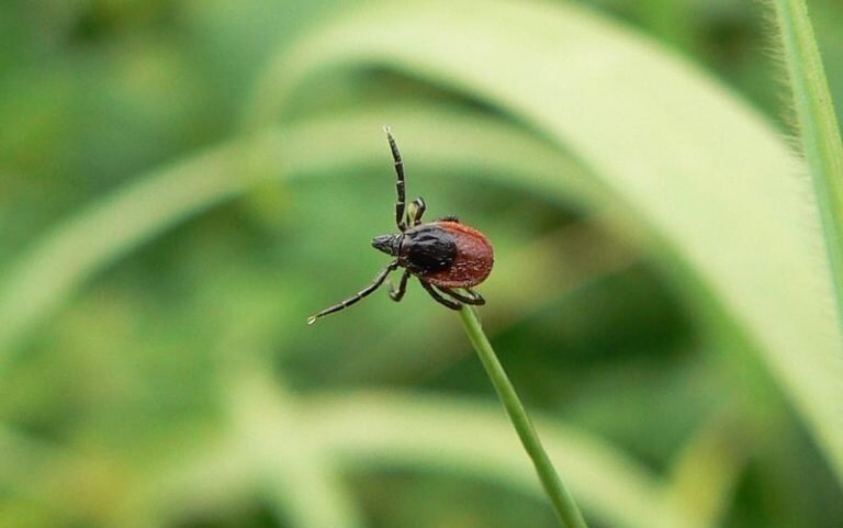    За неделю в Оренбуржье клещи покусали 51 человека, среди них 33 ребенка Белов Михаил Александрович