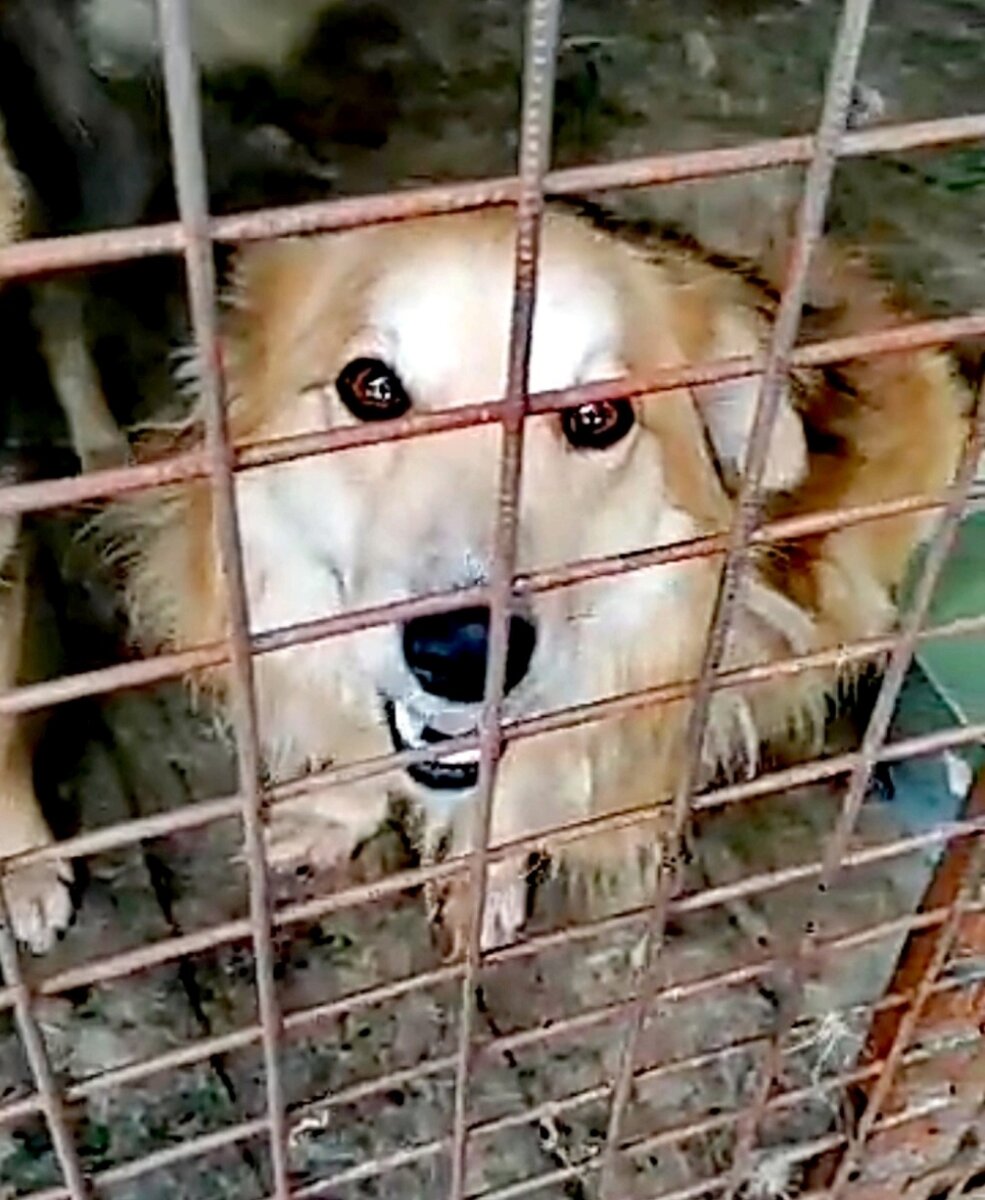 Собачий "шарик" в отлове. Как он смотри на нас!