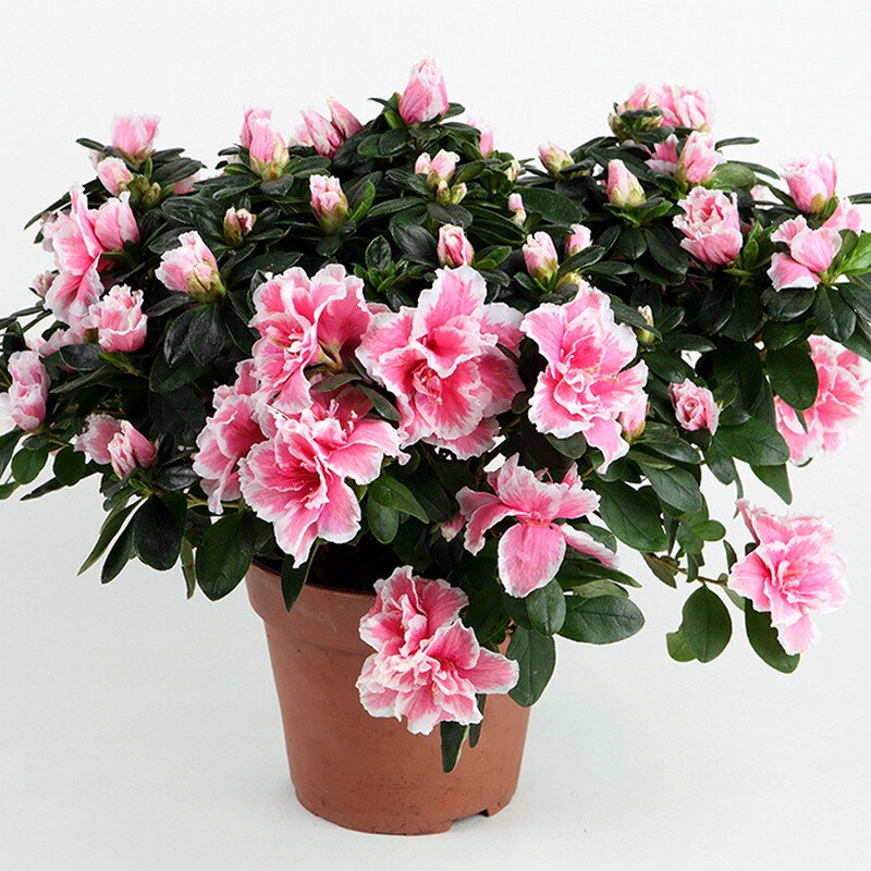 азалия Индийская