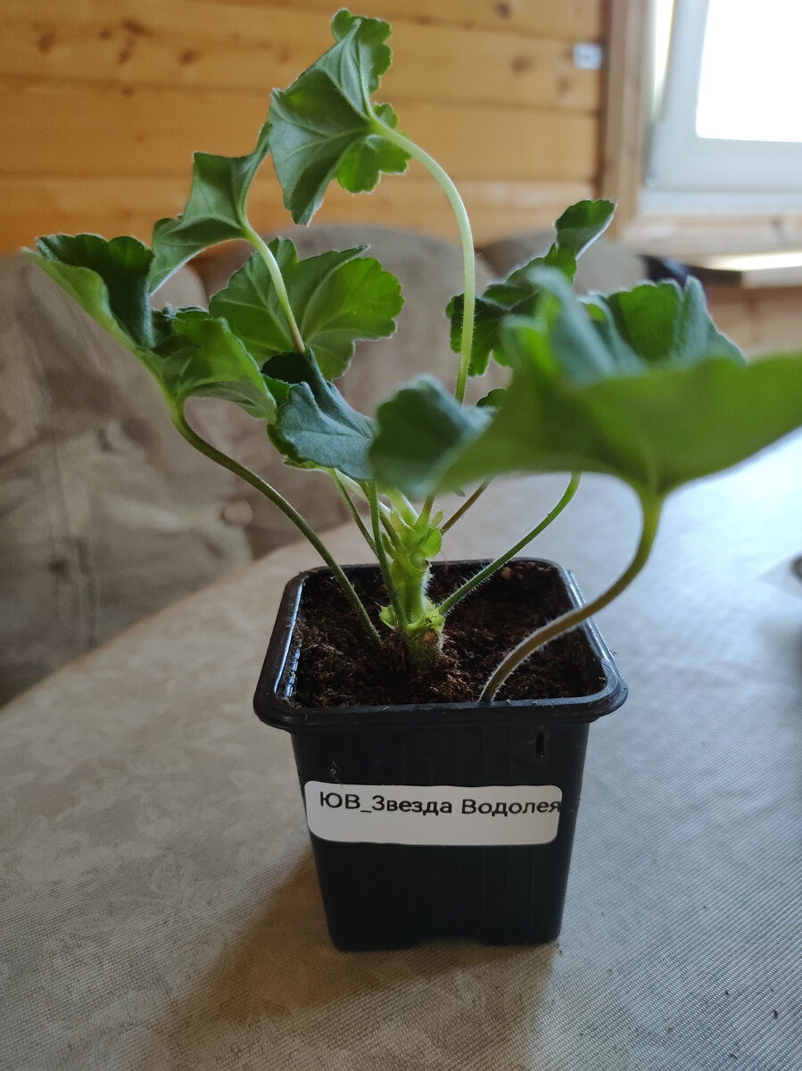 ЮВ Звезда Водолея