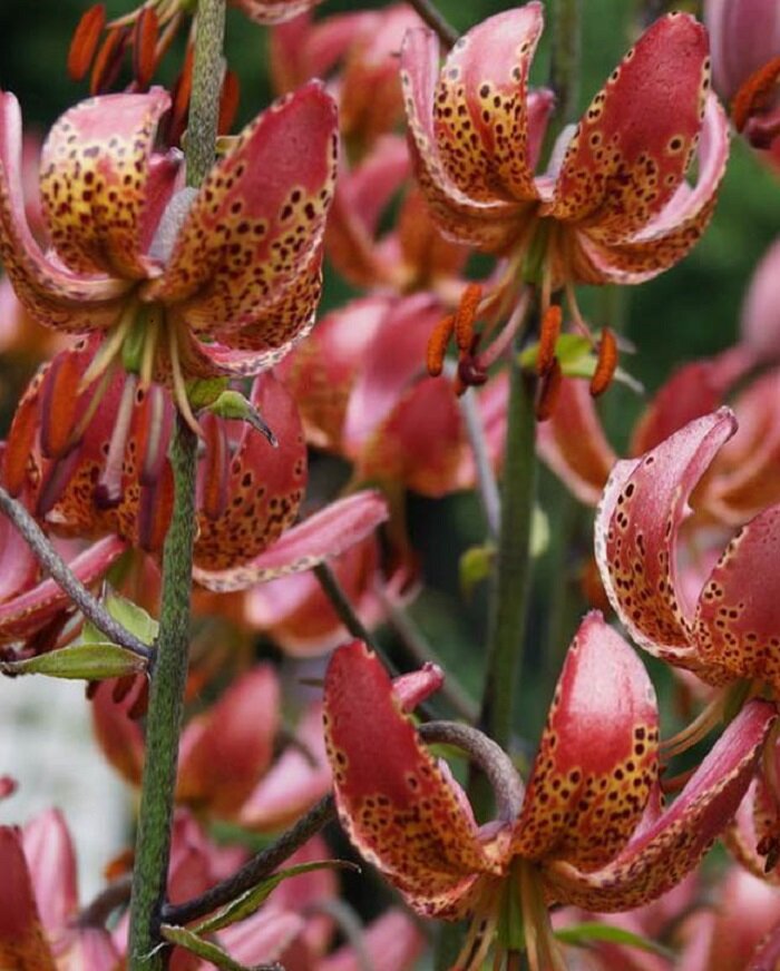 Манитоба фокс.