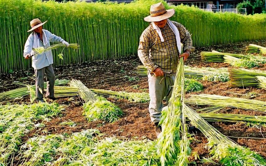 Сбор урожая конопли