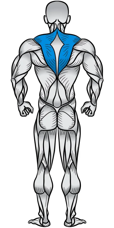 Трапециевидная мышца