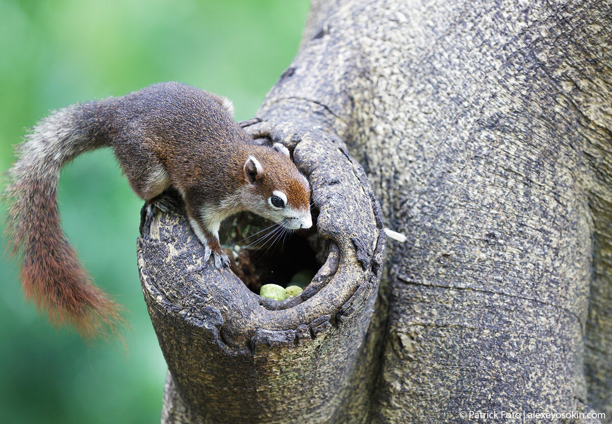 Вроде белка...