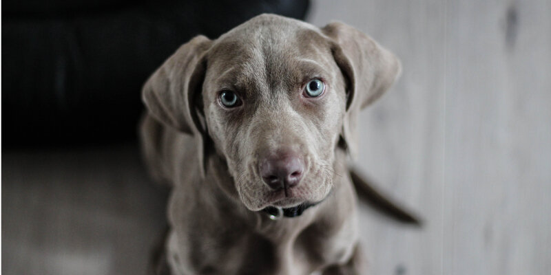 Фото: pxhere.com