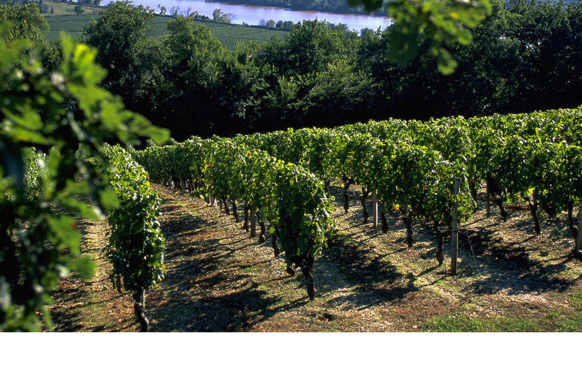 Виноградники в Бордо