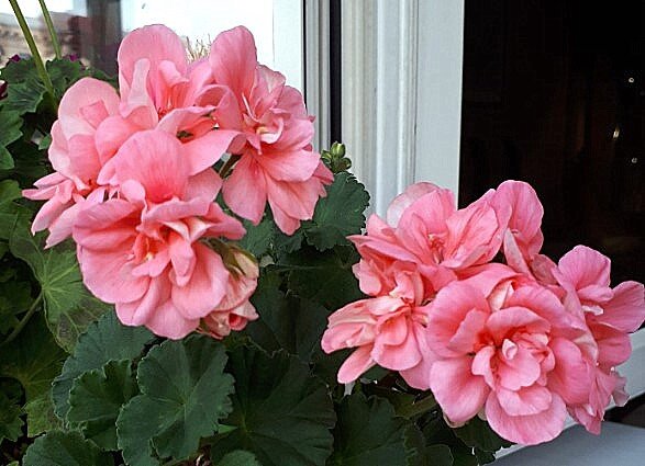 Об этом иви-гибриде сегодня пойдёт речь.