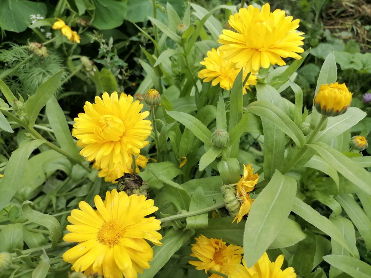 Домашние цветы с желтыми цветками — топ коллекция