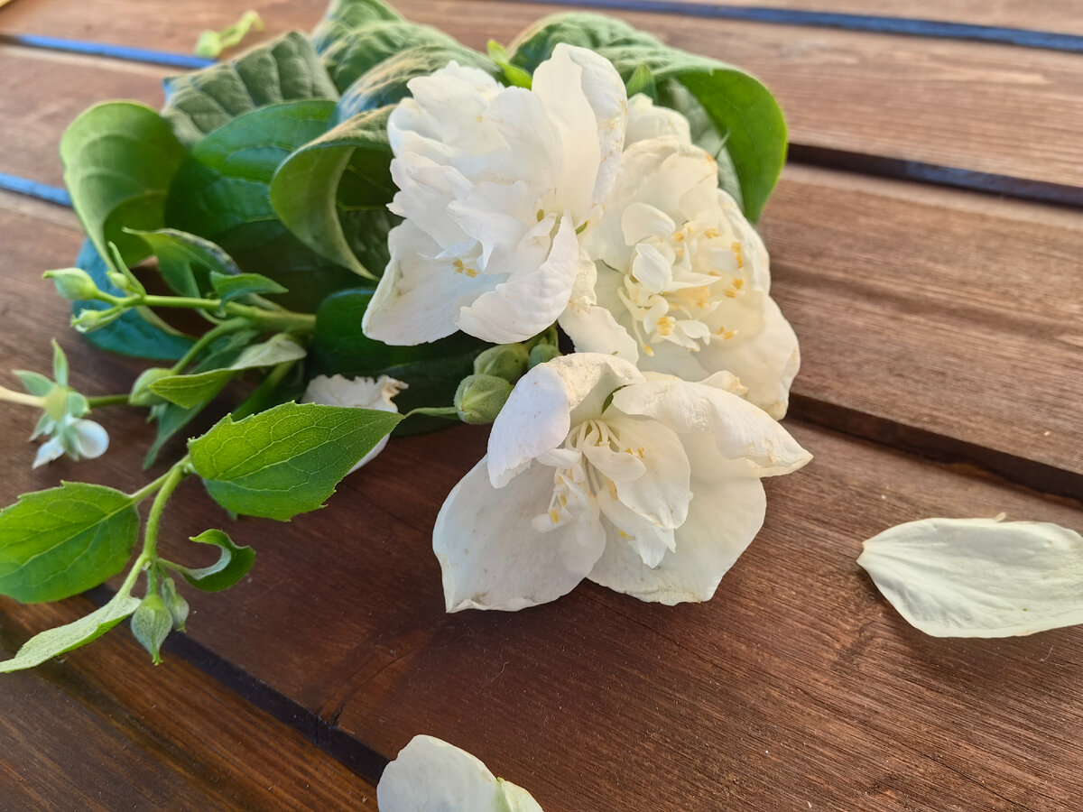 Чайный напиток из жасмина имеет очень изысканный аромат с цветочными нотками