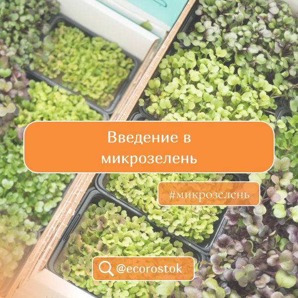 Введение в микрозелень: что такое микрозелень и зачем она нужна