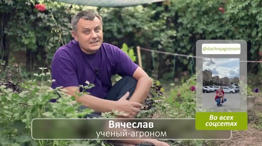 ХОТИТЕ МНОГО ВКУСНОЙ КЛУБНИКИ_ Что делать с клубникой после плодоношения