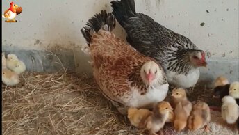 Наседки вывели цыплят и познакомили с птичьим двором 🐣🐤🐥