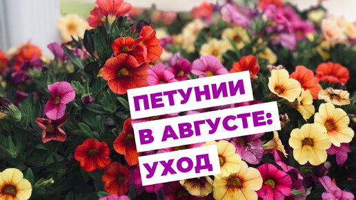 Уход за петунией в августе