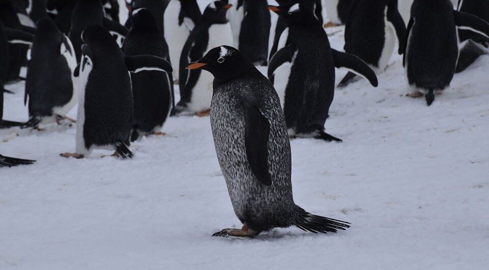   Rocio Nigro et al. / Polar Biology, 2023