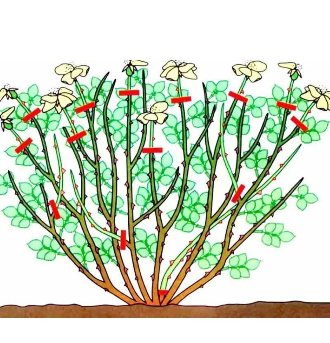 Как правильно обрезать розы. Формировка куста плетистой розы. Побеги плетистой розы. Размножение плетистой розы. Обрезка роз флорибунда.