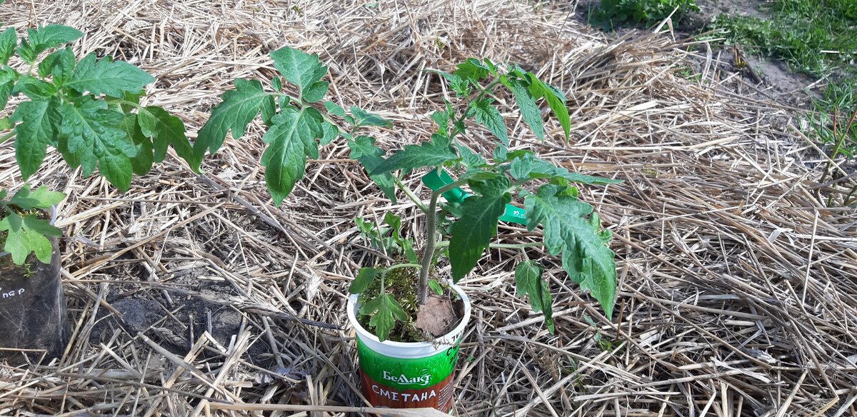 Сорт Султан