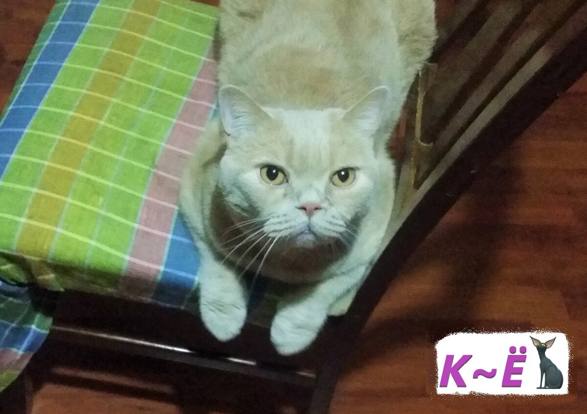 Мотя, наш необычный кот