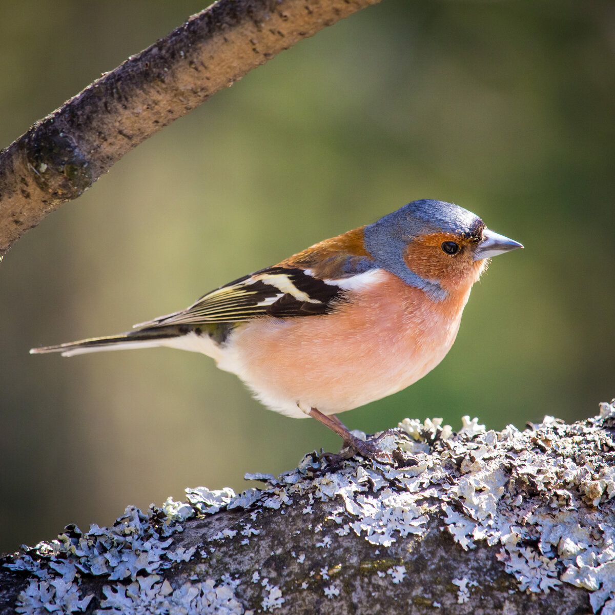 Самец зяблика
