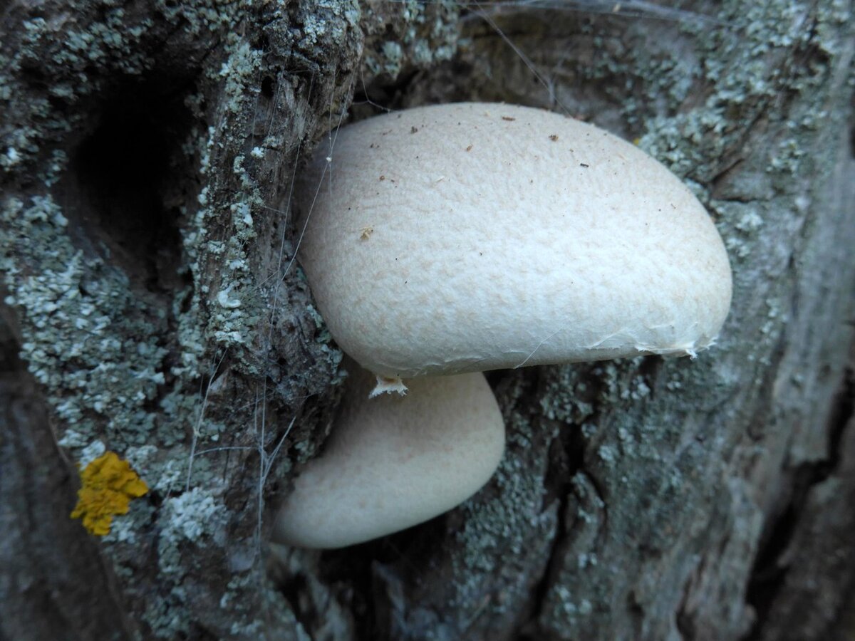 Козляк, или сухой масленок (Suillus bovinus)