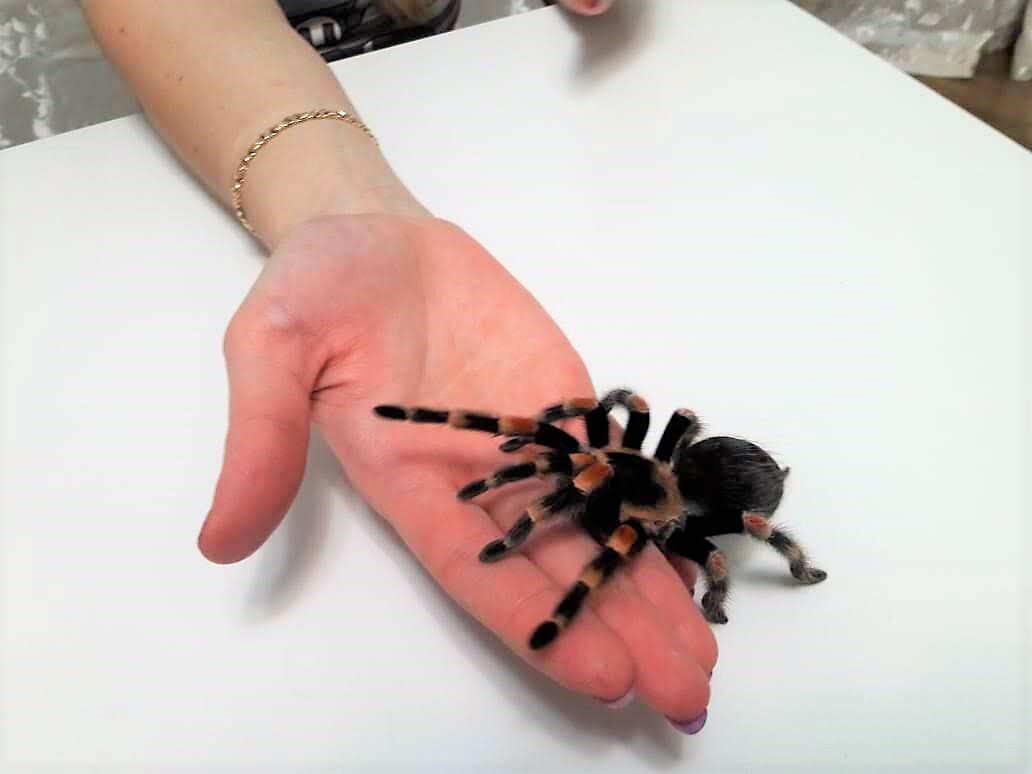 Домашний паук птицеед.