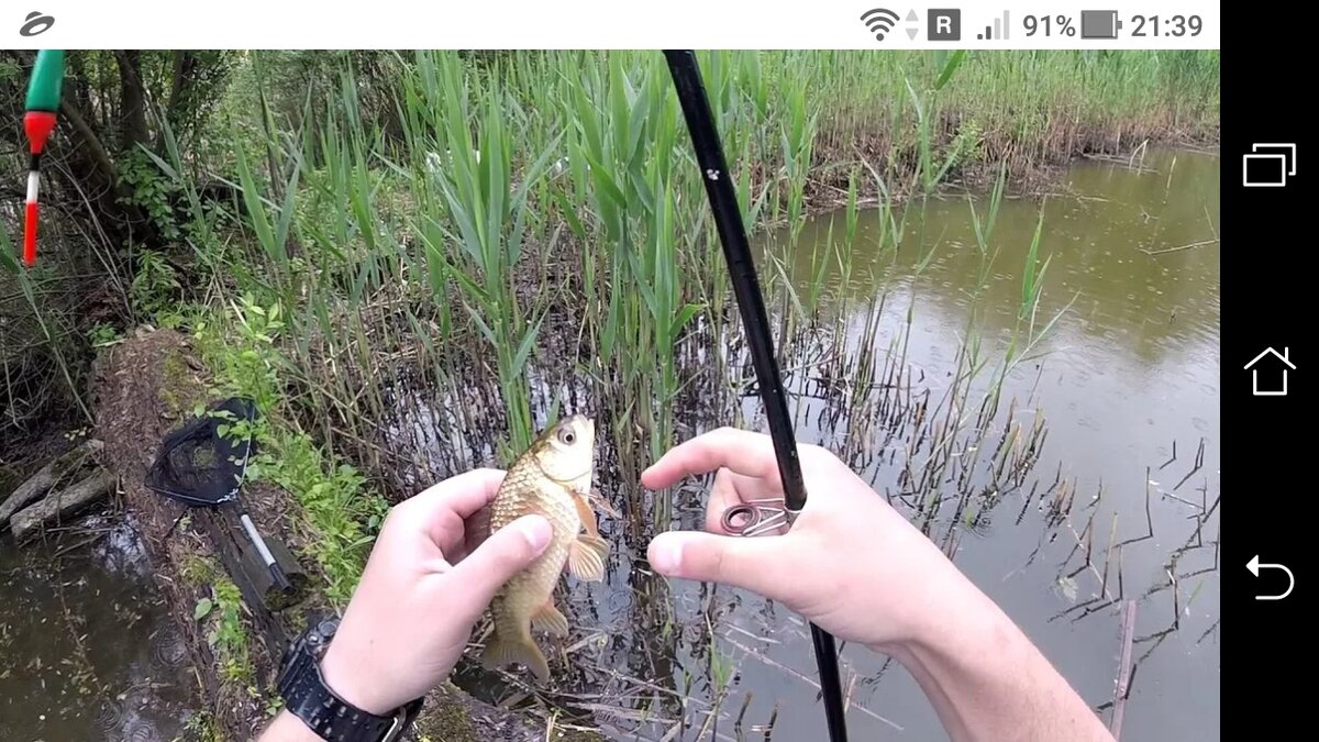 фото Клев "камышового карася" - условия ловли на поплавок