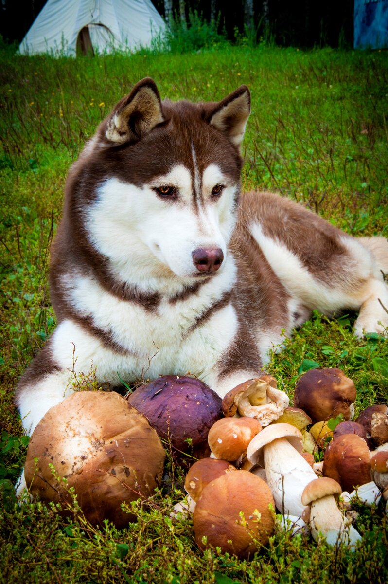 Лесной улов