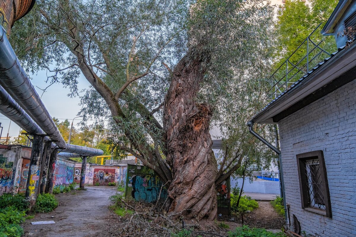 Древние деревья в Нижнем Новгороде | Блог заметок и фотографий | Дзен