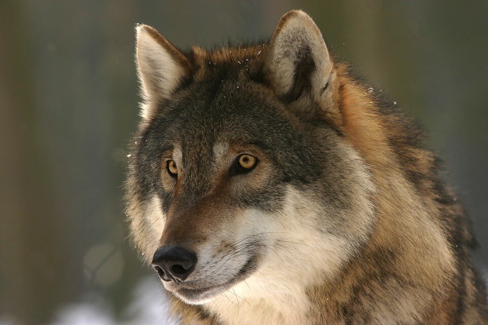 https://cdn.pixabay.com/photo/2015/04/16/10/19/wolf-725380_960_720.jpg
