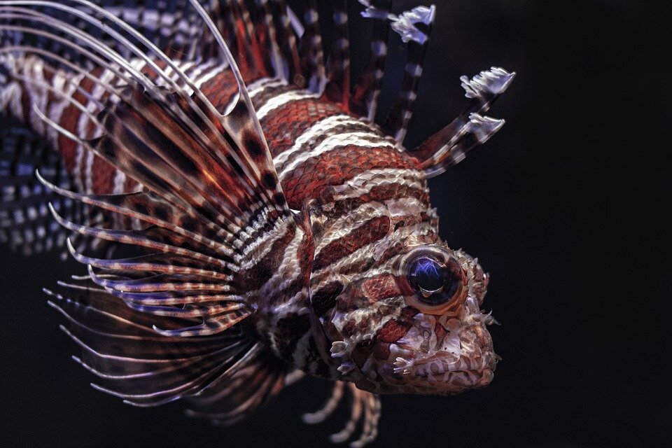 https://pixabay.com/photos/lion-fish-sea-astrology-lionfish-4482131/