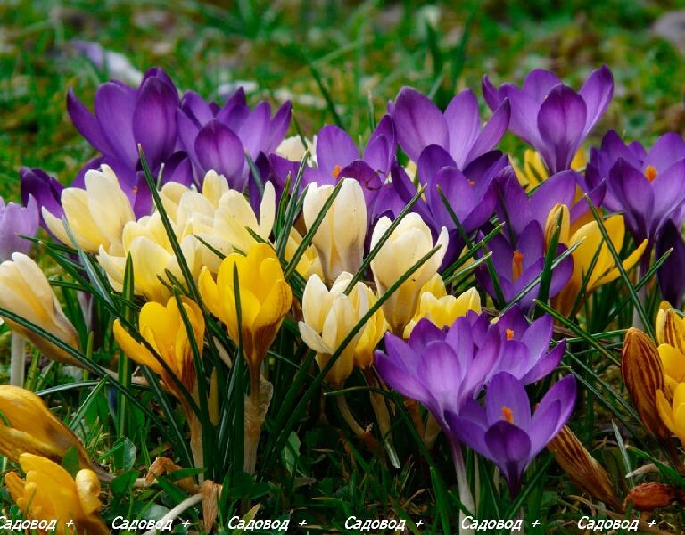 Крокус (Crocus) или Шафран