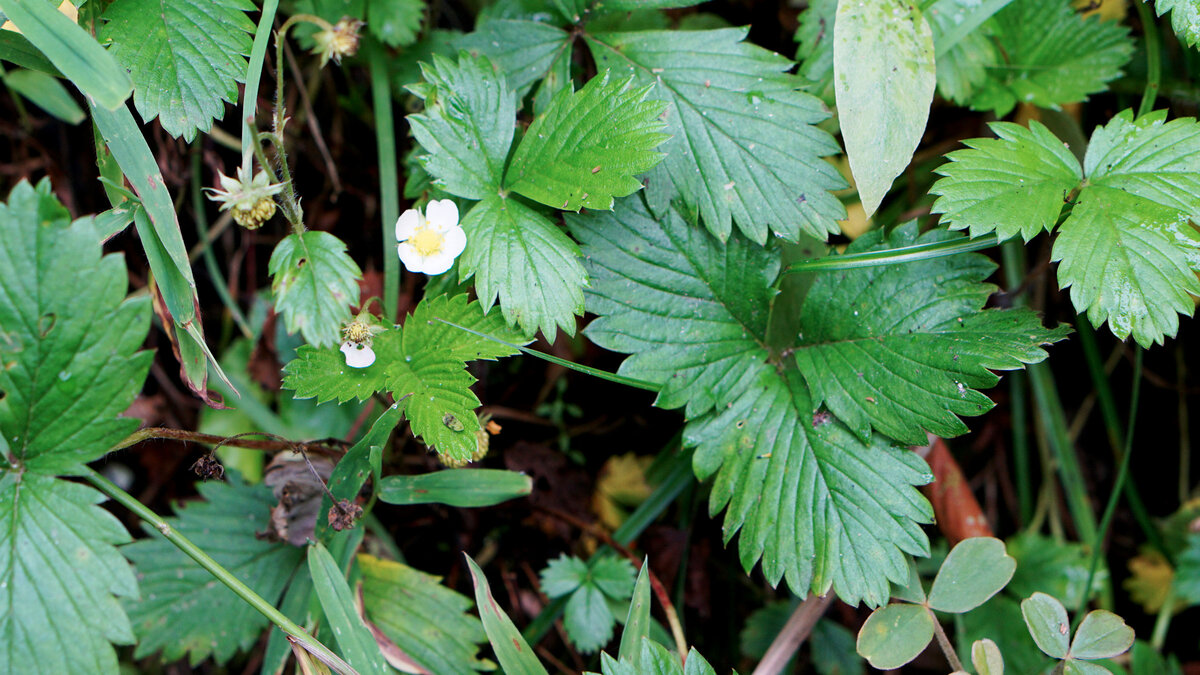 Неожиданно было в перуанских горах встретить нашу родную землянику, однако ж вот. Мачу-Пикчу, Перу, май'2019