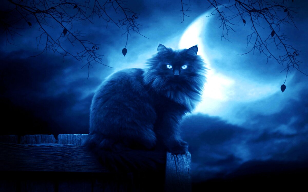 Кошечка