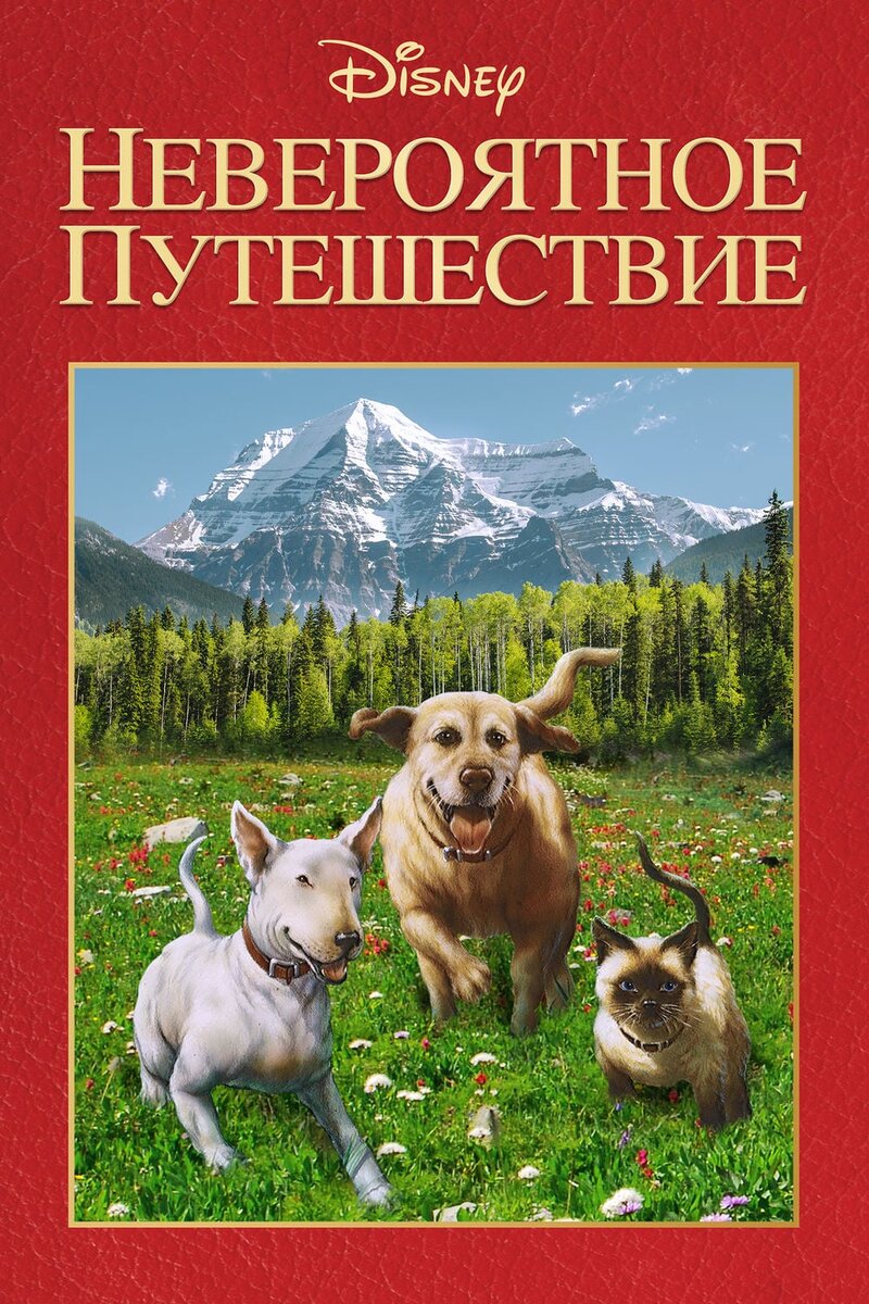 Бультерьер Боджи, сиамский кот Тео и ретривер Луа.