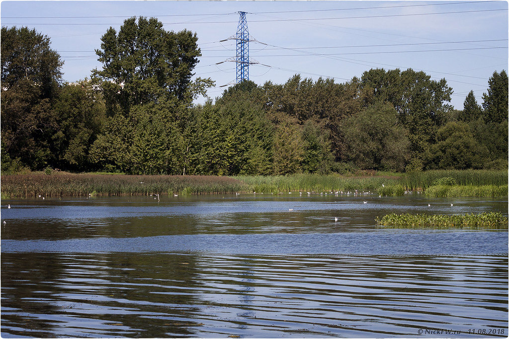 1. Устье реки Чертановки © NickFW.ru - 11.08.2018г.
