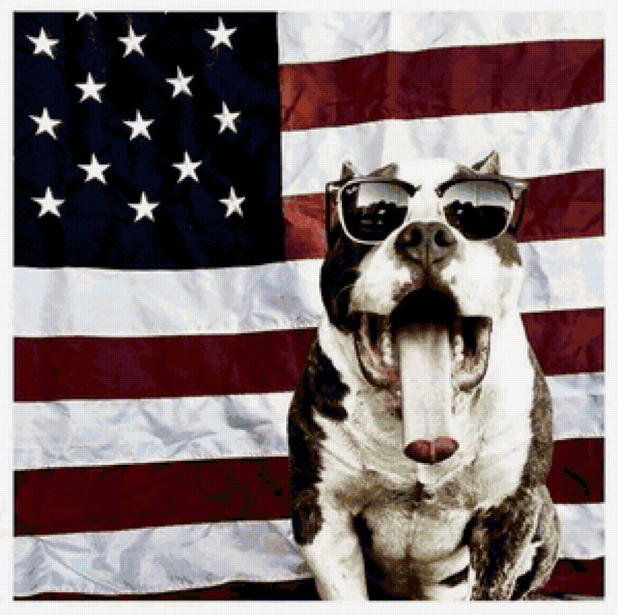 Вот они какие - американские собаки!