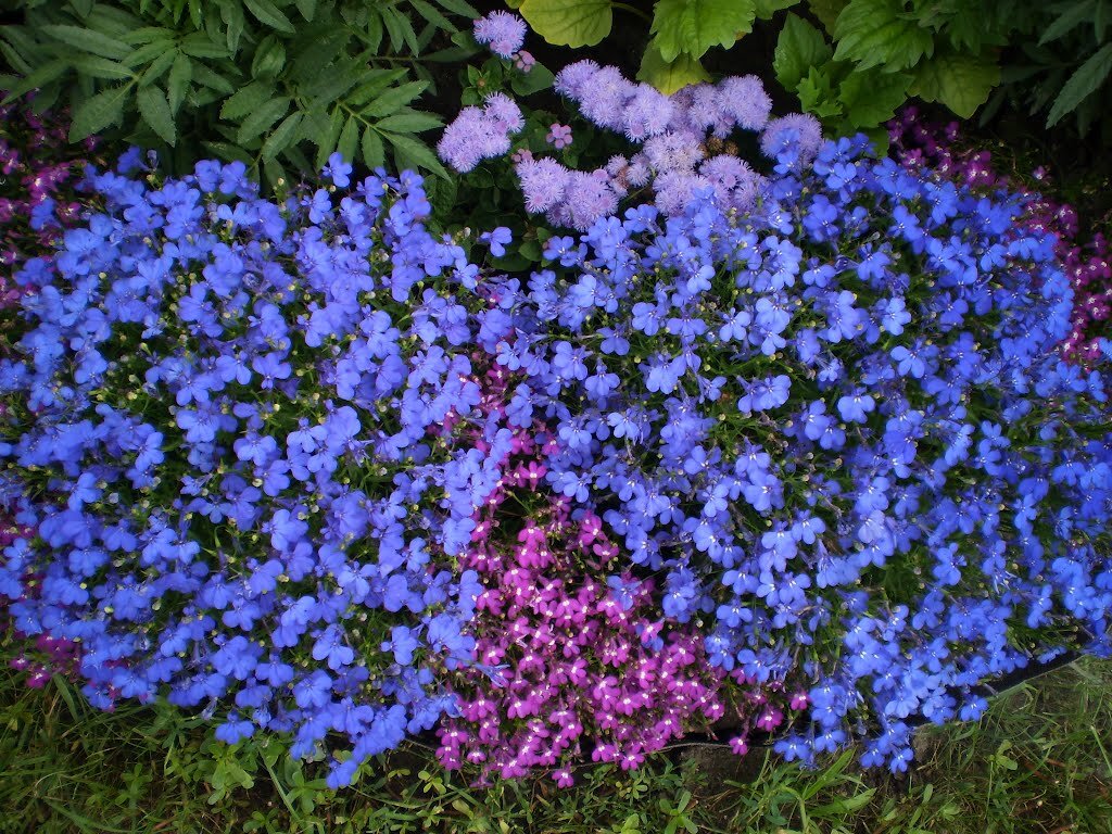 Низкорослые сорта цветов для клумбы цветущие все лето фото и название