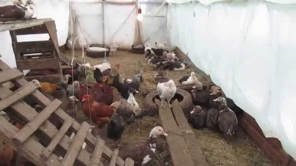 Утки и куры в одном помещении