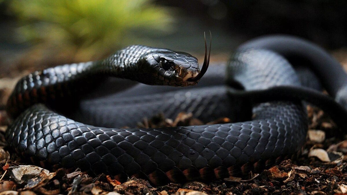 Черная мамба-самая ядовитая змея на земле. | Дикая природа | Дзен