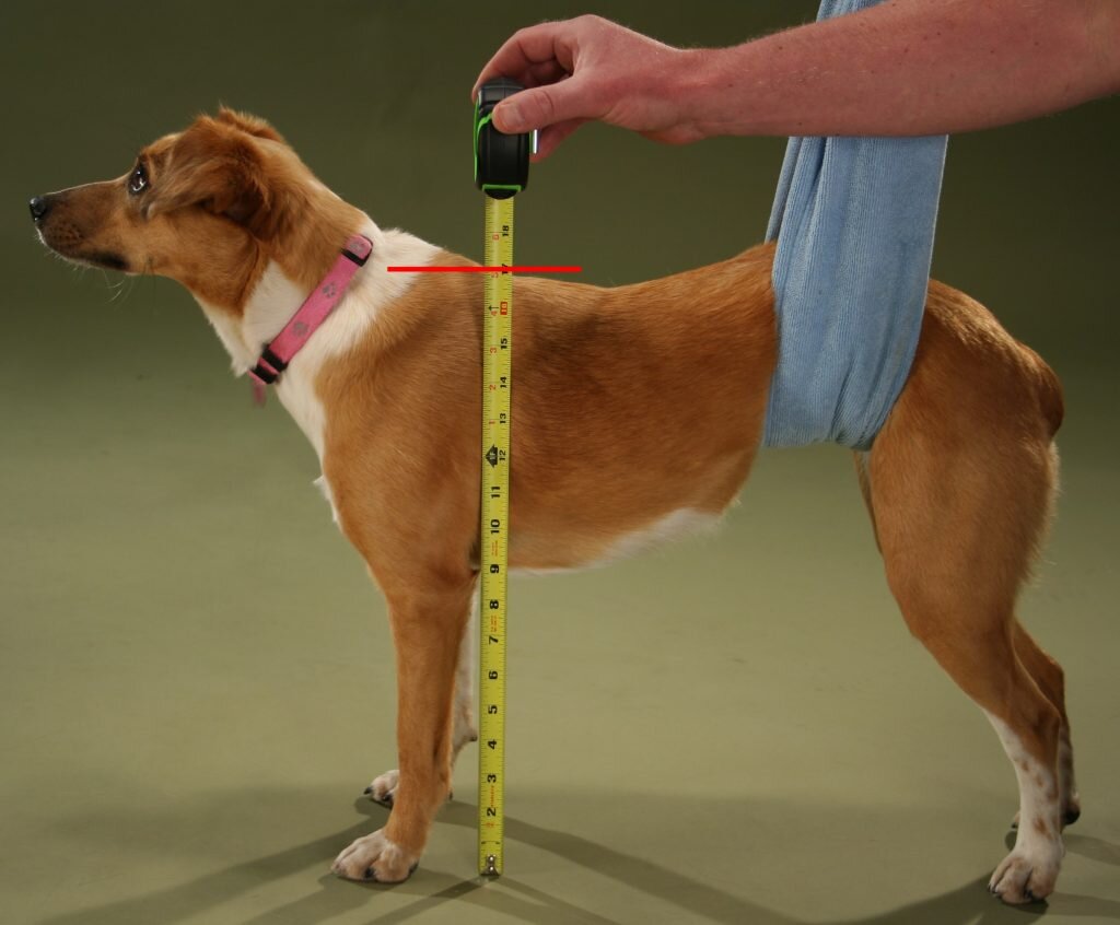 как измерить высоту собаки