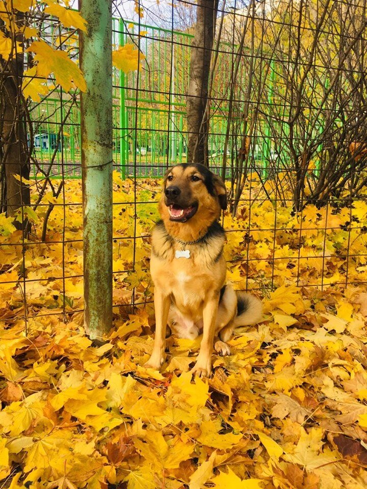 Собака Робин из Банды Дворян