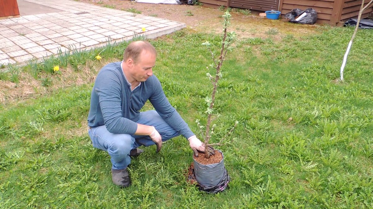 На фото саженец яблони колоновидной.